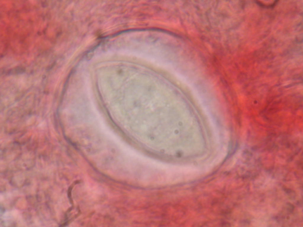 Con l''aiuto del microscopio... QUIZ